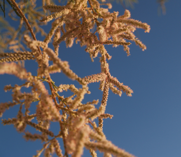 Show details for Tamarisk Mediterranean Essence Picture of Tamarisk Mediterranean Essence
