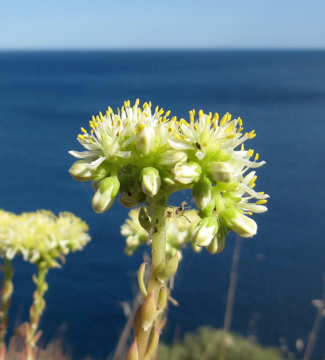 Show details for Mediterranean Stonecrop Mediterranean Essence Picture of Mediterranean Stonecrop Mediterranean Essence