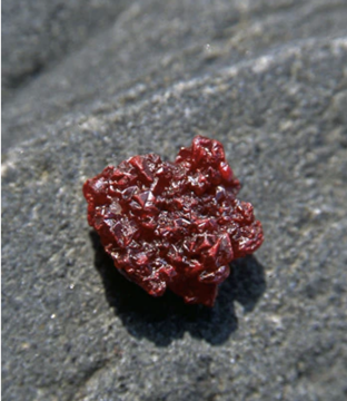 Cinnabar Cinnabar - Alaskan Research Gem Essence