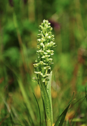 Northern Green Orchid - Alaskan Research Flower Essence