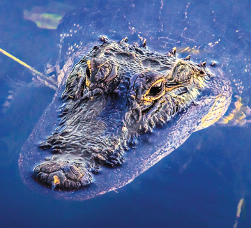 Alligator Essence Alligator Wild Earth Animal Essence