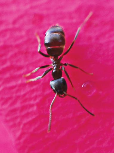 Ant Wild Earth Animal Essence
