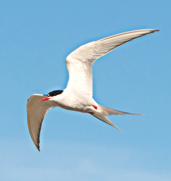 Arctic Tern Essence Arctic Tern Wild Earth Animal Essence
