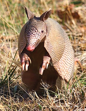 Armadillo Animal Essence Armadillo Wild Earth Animal Essence