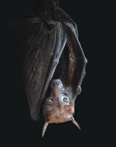 Bat Wild Earth Animal Essence