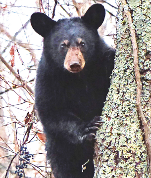 Bear Essence Bear Wild Earth Animal Essence