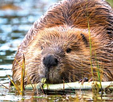 Beaver Animal Essence Beaver Wild Earth Animal Essence