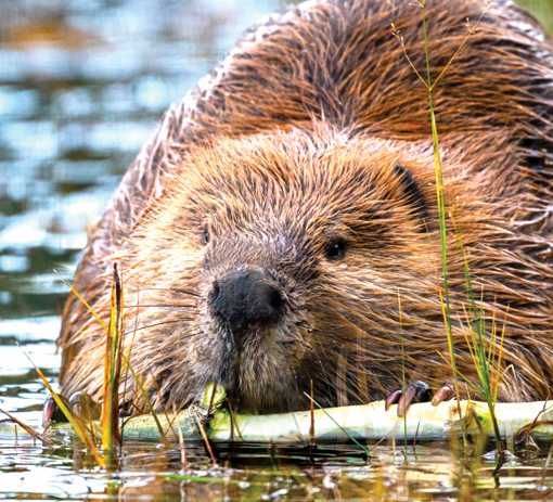 Beaver Wild Earth Animal Essence