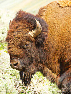 Buffalo Animal Essence Buffalo Wild Earth Animal Essence