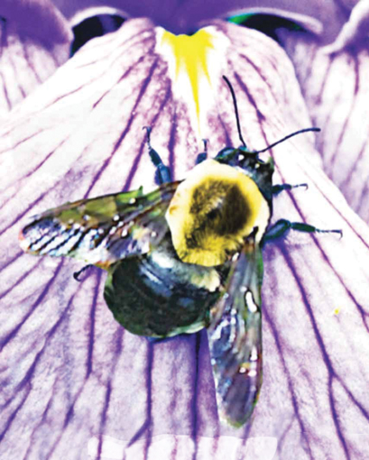 Bumble Bee Wild Earth Animal Essence