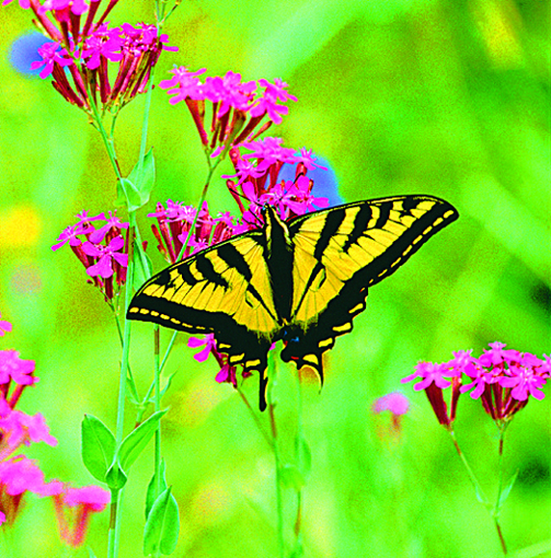 Butterfly Wild Earth Animal Essence