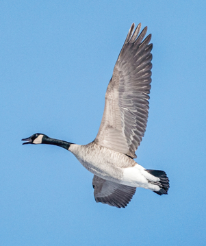 Canada Goose Essence Canada Goose Wild Earth Animal Essence