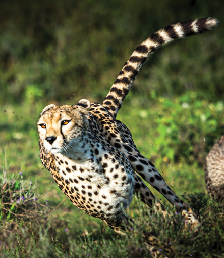 Cheetah Wild Earth Animal Essence
