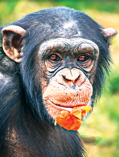 Chimpanzee Wild Earth animal Essence
