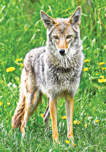 Coyote Wild Earth Animal Essence