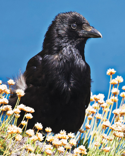 Crow Wild Earth Animal Essence