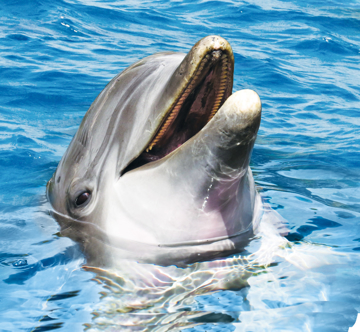Dolphin Essence Dolphin Wild Earth Animal Essence