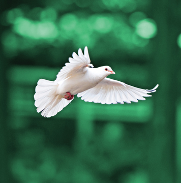 Dove Essence Dove Wild Earth Animal Essence
