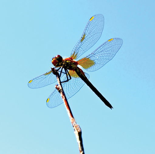 Dragonfly Wild Earth Animal Essence