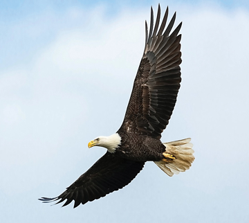 Eagle Essence Eagle Wild Earth Animal Essence