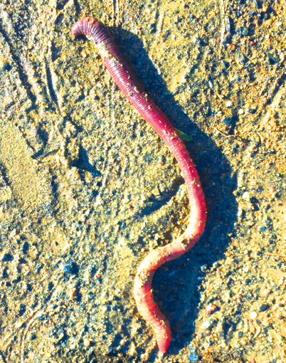 Earthworm Wild Earth Animal Essence