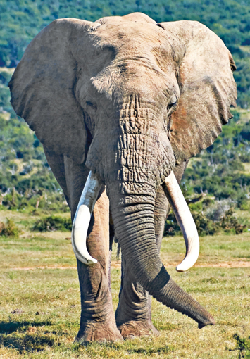 Elephant Wild Earth Animal Essence