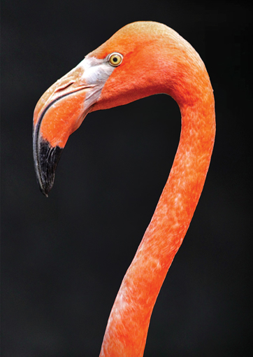 Flamingo Wild Earth Animal Essence