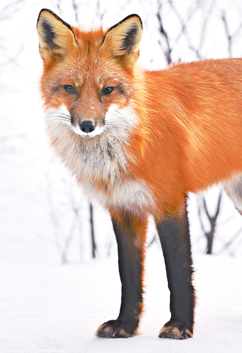 Fox Wild Earth Animal Essence