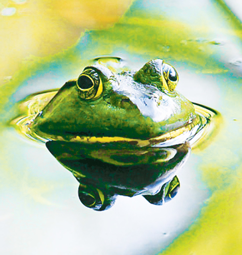 Frog Wild Earth Animal Essence