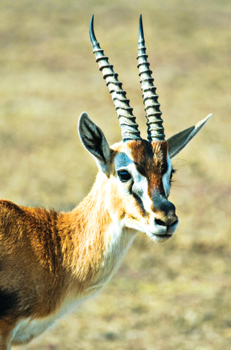 Gazelle Wild Earth Animal Essence