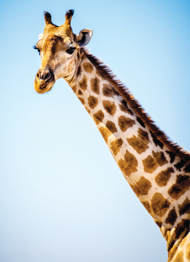 Giraffe Wild Earth Animal Essence
