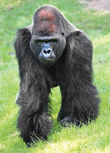 	Gorilla Wild Earth Animal Essence