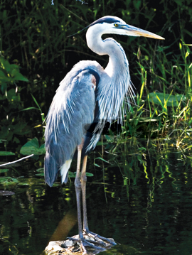Heron Animal Essence Great Blue Heron Wild Earth Animal Essence