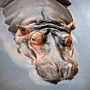 Hippopotamus Essence Hippopotamus Wild Earth Animal Essence