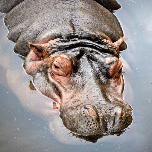 Hippopotamus Wild Earth Animal Essence