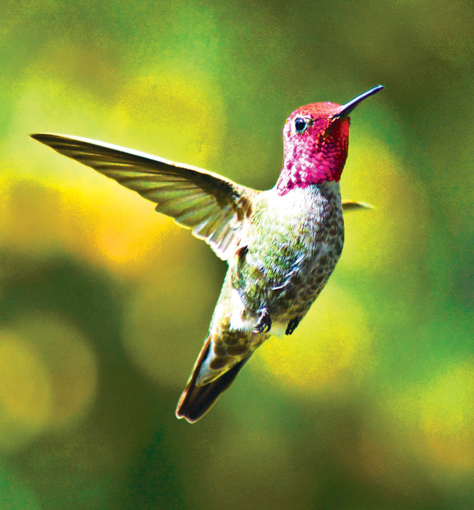 Hummingbird Wild Earth Animal Essence