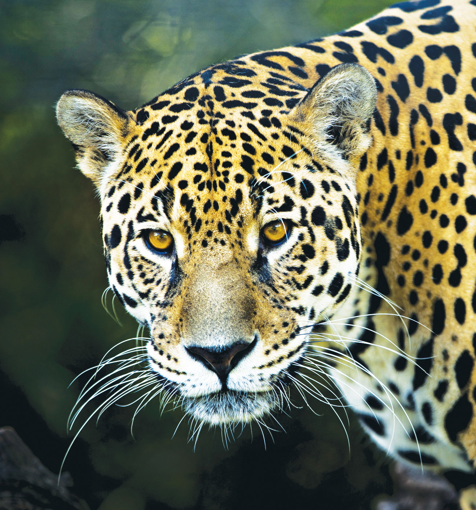 Jaguar Wild Earth Animal Essence