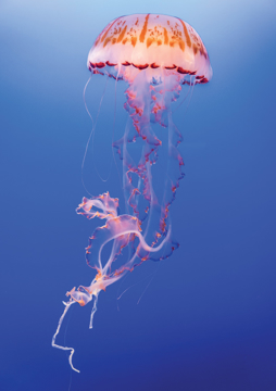 Jellyfish Animal Essence Jellyfish Wild Earth Animal Essence