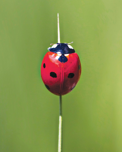 Ladybug Wild Earth Animal Essence