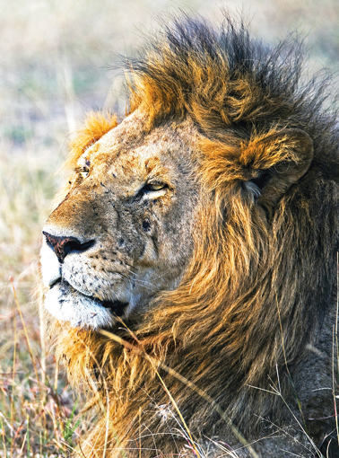 Lion Wild Earth Animal Essence