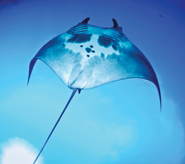 Manta Ray Animal Essence Manta Ray Wild Earth Animal Essence