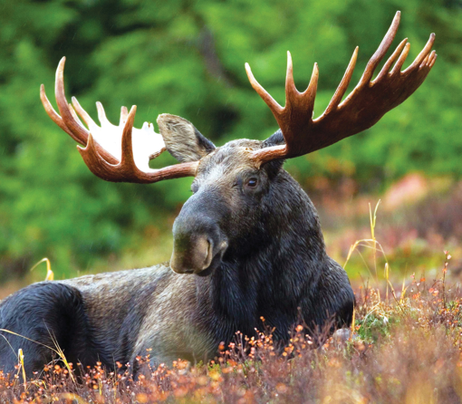 Moose Wild Earth Animal Essence
