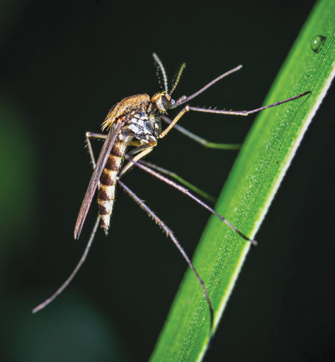 Mosquito Wild Earth Animal Essence