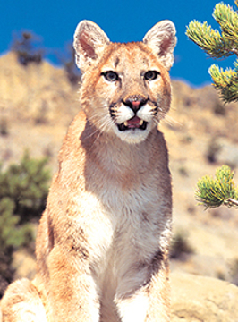 Mountain Lion Animal Essence Mountain Lion Wild Earth Animal Essence