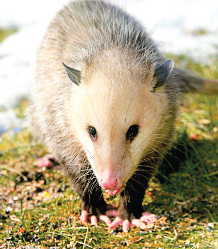 Opossum Wild Earth Animal Essence