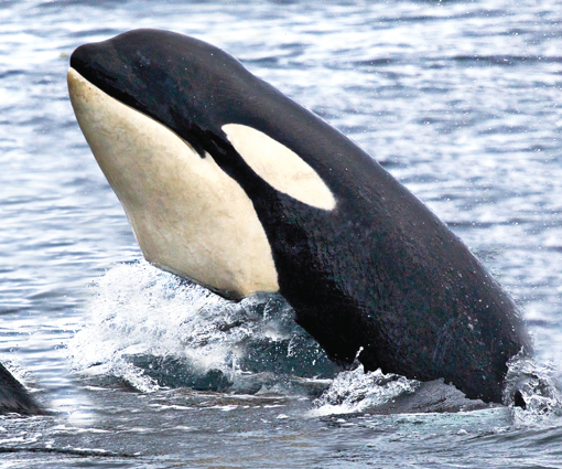 Orca Wild Earth Animal Essence