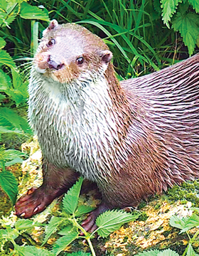 Otter  Animal Essence Otter Wild Earth Animal Essence