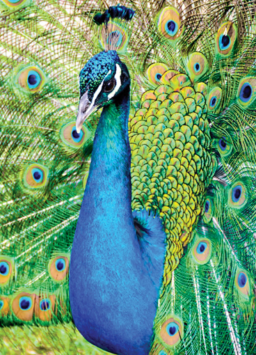 Peacock Wild Earth Animal Essence