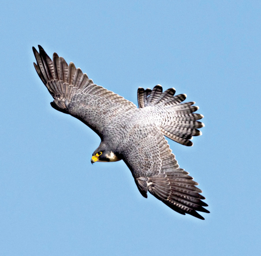 Peregrine Falcon Wild Earth Animal Essence