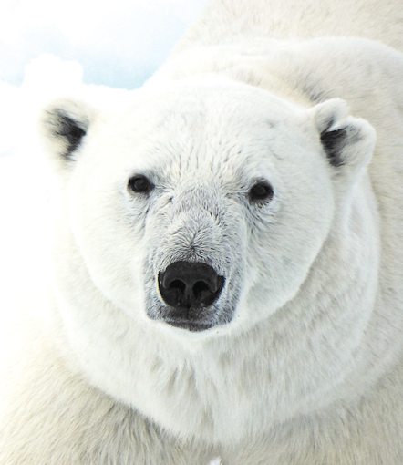 	Polar Bear Wild Earth Animal Essence
